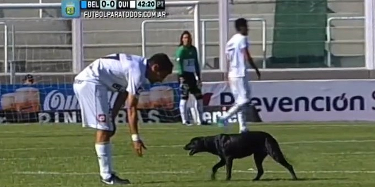 Pies przerwał mecz w Argentynie.