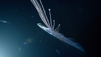 'Earthquake fish' filmed as it was dying - this is a rare moment