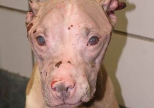 656307_pas-foto-facebook-city-of-san-antonio-animal-care-services