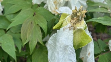 Jak wygląda piwonia drzewiasta? Czy obcinać kwiaty po przekwitnięciu? [ZDJĘCIA]