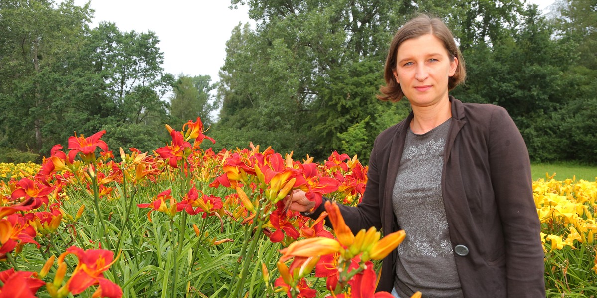 Wystawa liliowców w łódzkim botaniku 