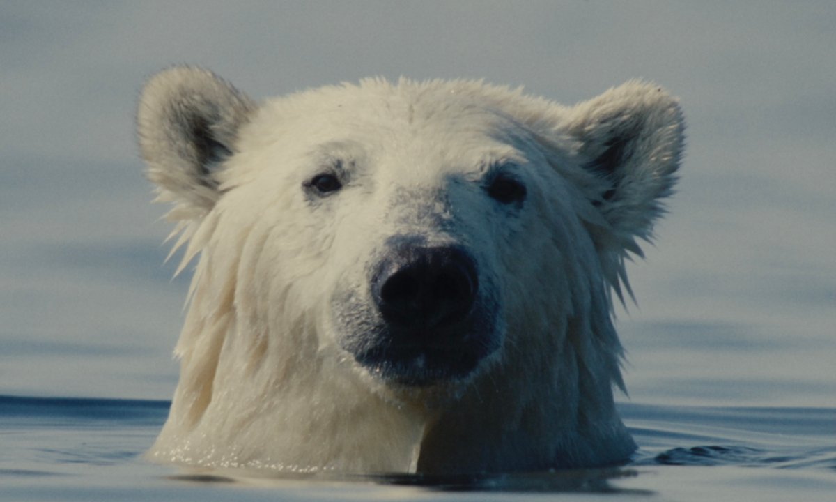 W poszukiwaniu wielkiego kina. Konkurs Główny 23. MDAG