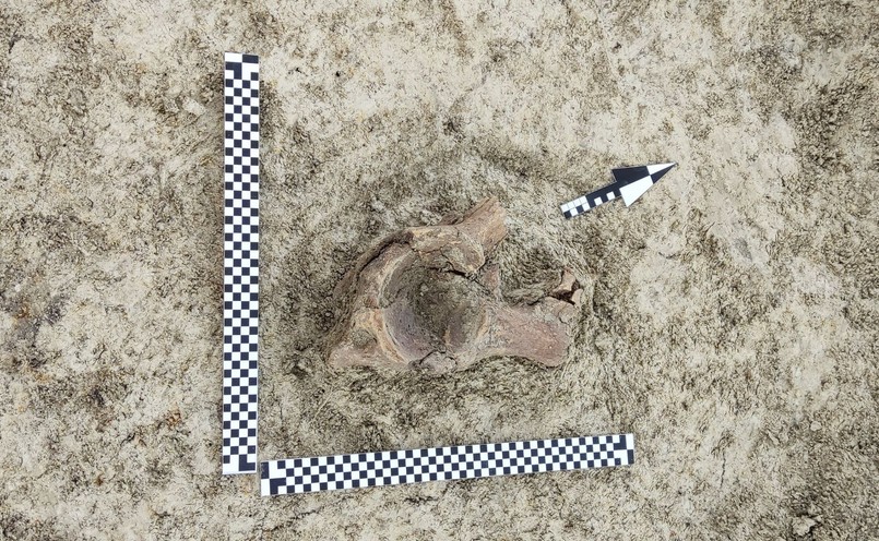 Kości mamuta odkryli archeolodzy w trakcie badań wykopaliskowych w pobliżu Zamościa, gdzie wkrótce rozpocznie się budowa drogi ekspresowej S17