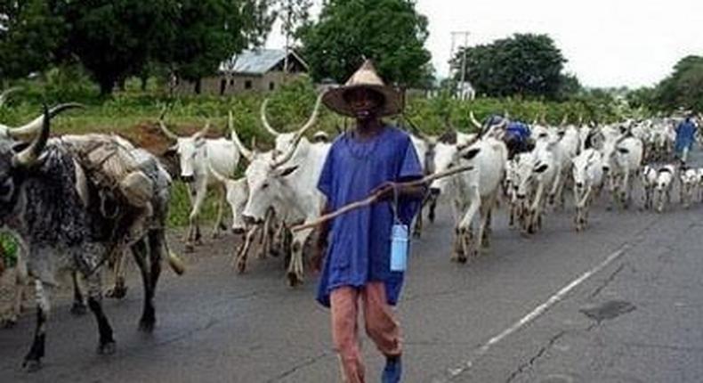 A nomadic man leading a herd of cows.