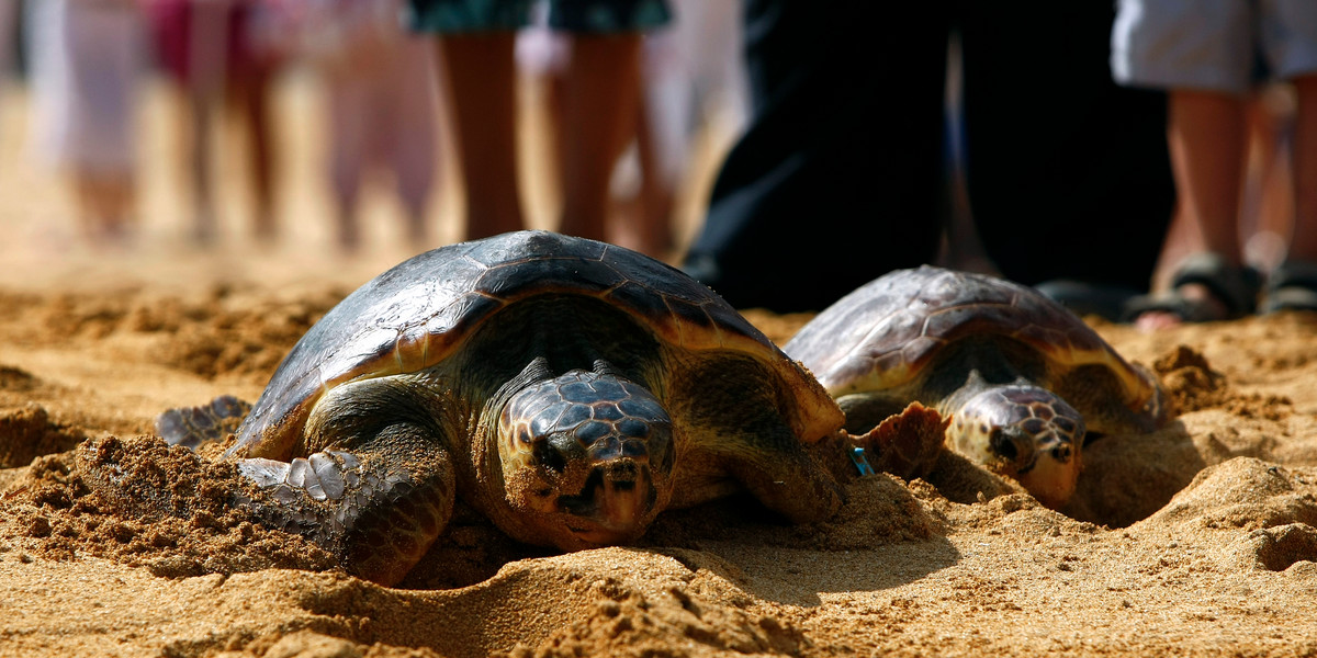 Loggerhead turtles making their way across the sandy beach toward the sea at Gnejna Bay, in the north of Malta, in 2011.