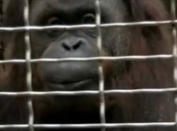 Orangutany też umieją gwizdać