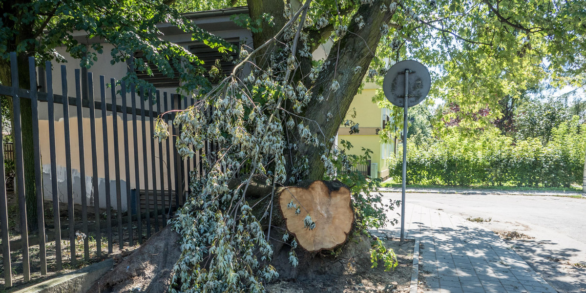 Drzewo runęło przed Szkołą Podstawową numer 35 na ulicy Tybury w Łodzi 