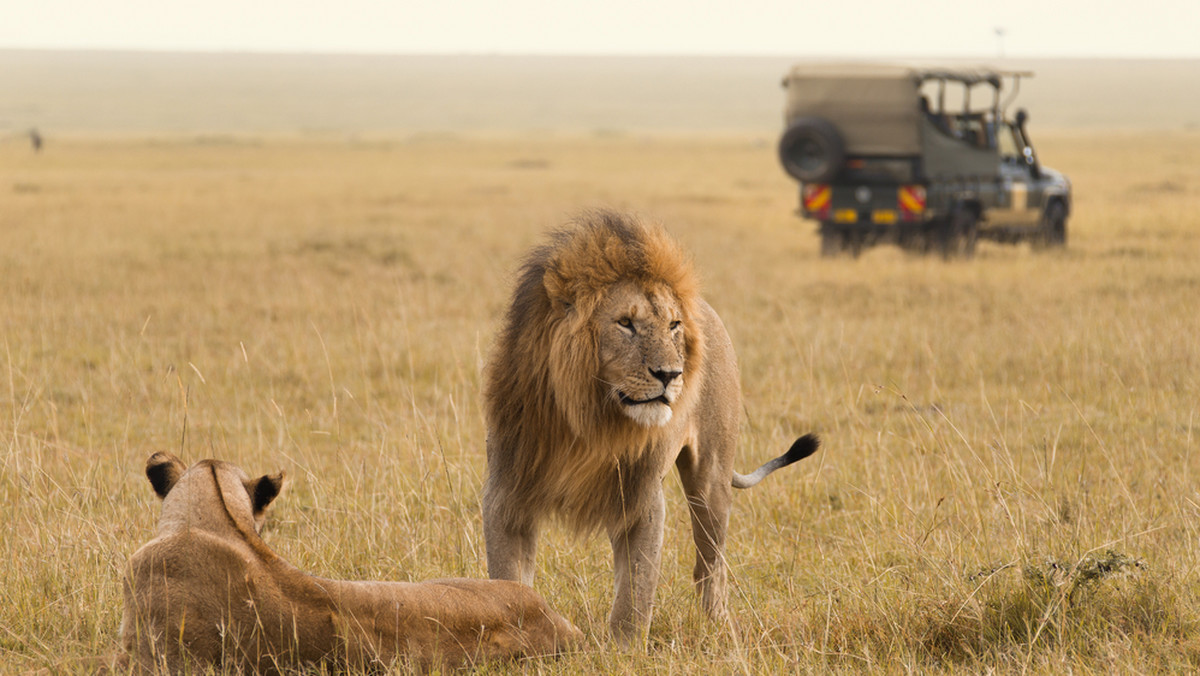 Turysta na safari tworzył szybę i wystawił rękę przez okno, żeby pogłaskać lwa. Całe zdarzenie filmował jego współtowarzysz. Ryzykanci świetnie się bawili, po chwili jednak przestało być im tak wesoło. Mężczyzna szybko został okrzyknięty najgłupszym turystą świata. Sytuacja miała miejsce w Parku Narodowym Serengetti w Tanzanii.