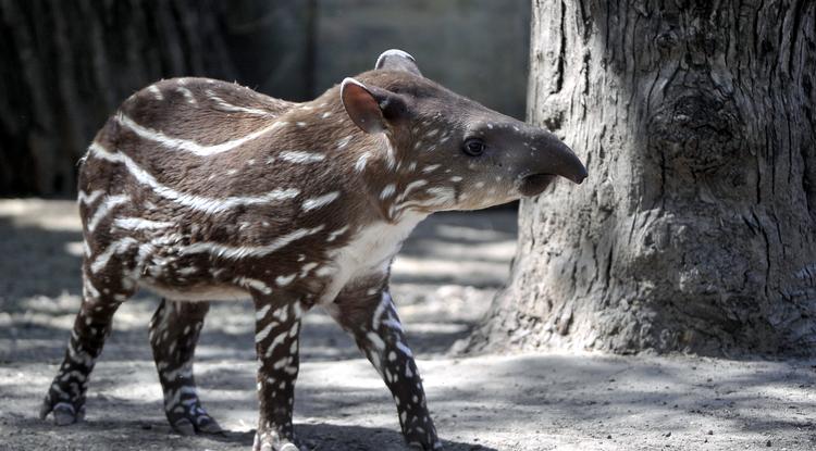 Hada, a kéthónapos nőstény tapírborjú a Fővárosi Állat- és Növénykert Dél-Amerika kifutójában 2020. április 23-án. Hada február 20-án jött a világra, de csak áprilisban jöhetett ki a kifutóra