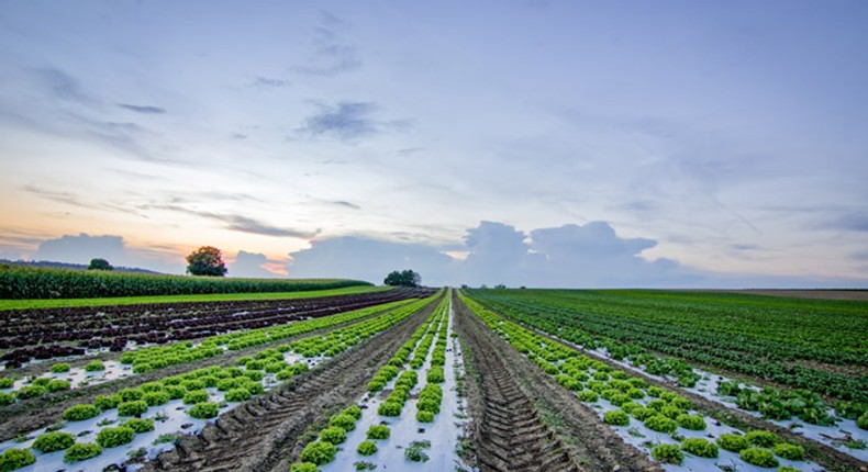 A Gambia plantation