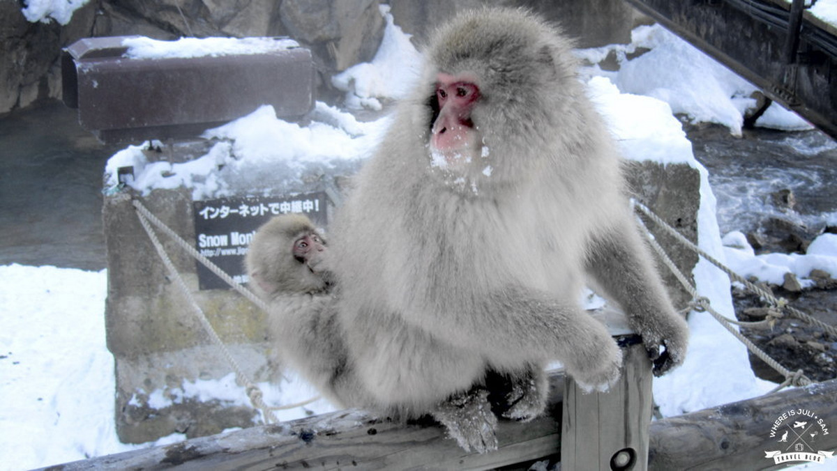 Japońskie makaki, czyli tzw. śnieżne małpy znalazły swój sposób na srogą zimę - naturalne gorące źródła w Jigokudani.
