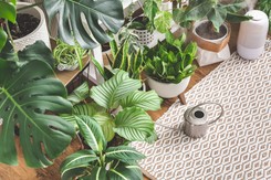 Zrób to ze wszystkimi roślinami doniczkowymi. Będą zielone i nie zjedzą ich szkodniki