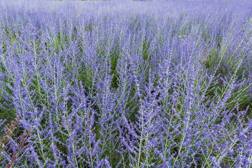 Kwiaty lubiące słońce w ogrodzie - perovskia