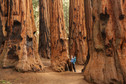 Park Narodowy Sekwoi (Sequoia National Park), Kalifornia, USA