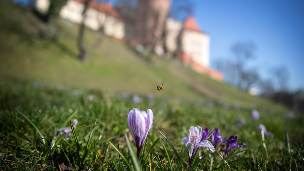 Kraków: na bulwarach wiślanych zakwitły krokusy