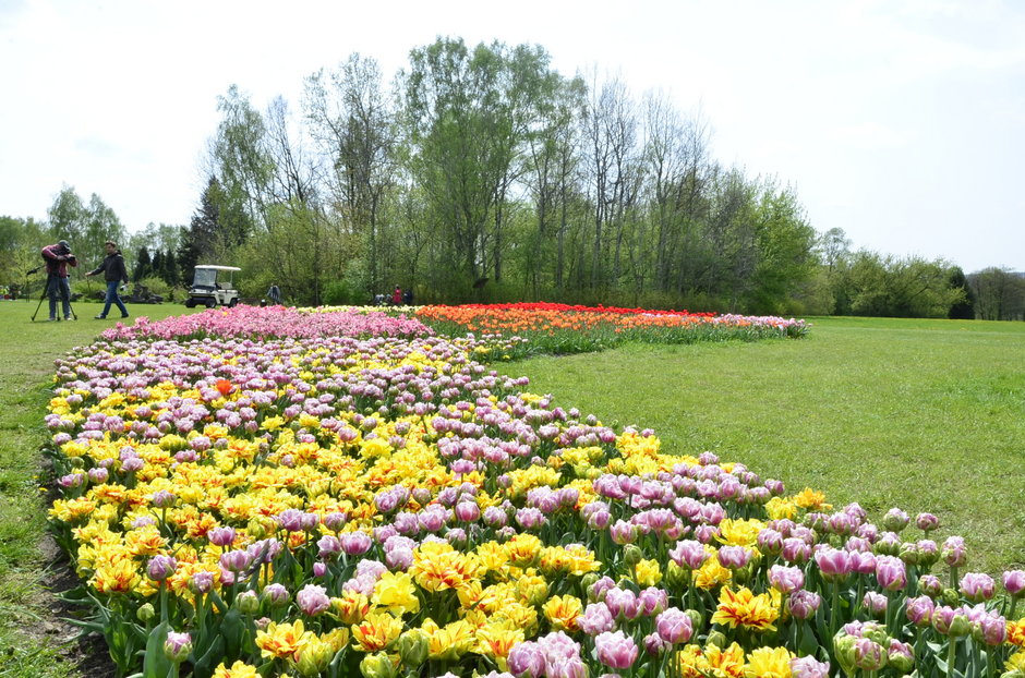 Tulipany w Ogrodzie Botanicznym w Łodzi