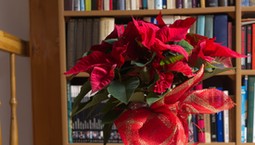 Gwiazda betlejemska: W tym miejscu nigdy jej nie stawiaj. Już jej potem nie odratujesz