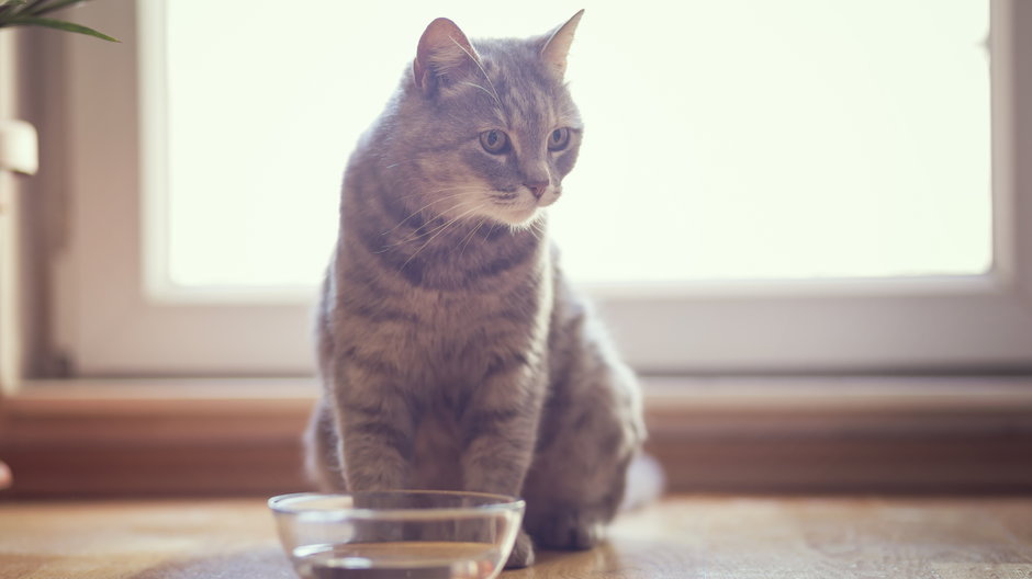 Kot podczas upałów powinien pić odpowiednie ilości wody - Impact Photography/stock.adobe.com