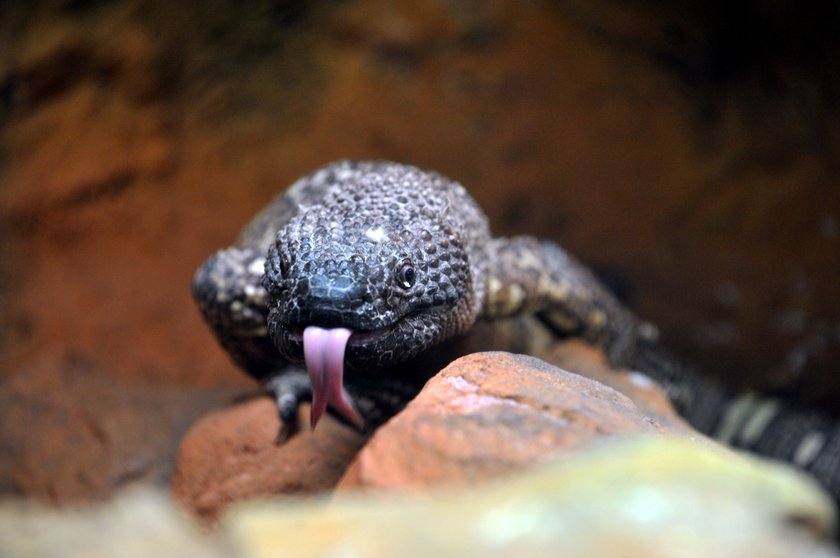 Helodermy już można oglądać w łódzkim zoo