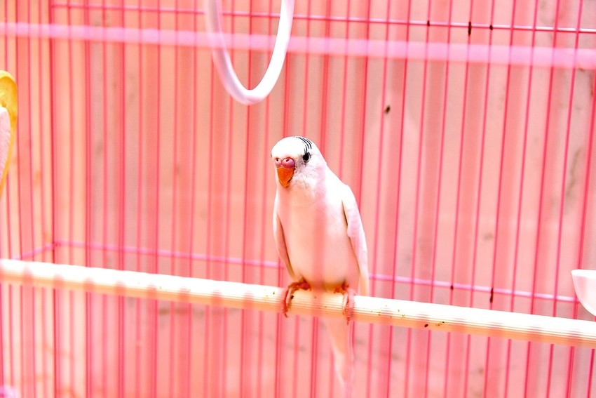 Dom Katarine Grujić