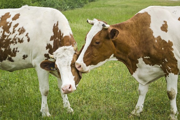 Muža krava sa 60 robota: U Ukrajini nastaje najveća robotizovana farma na svetu