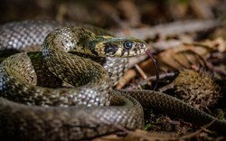 Występuje w całej Polsce i bywa mylony ze żmiją. Czy jego ugryzienie jest groźne?
