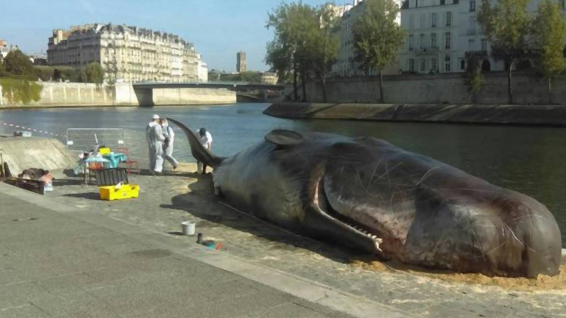 Ogromne ciało wieloryba na brzegu Sekwany w Paryżu. Skąd się tam wzięło?