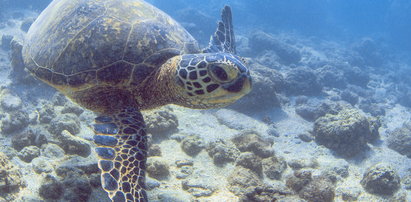 Morze wyrzuciło 700-kilogramowego żółwia