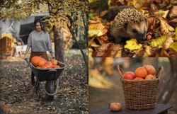 Listopad w ogrodzie: Co trzeba zrobić, by przygotować go do zimy? [LISTA ZADAŃ]