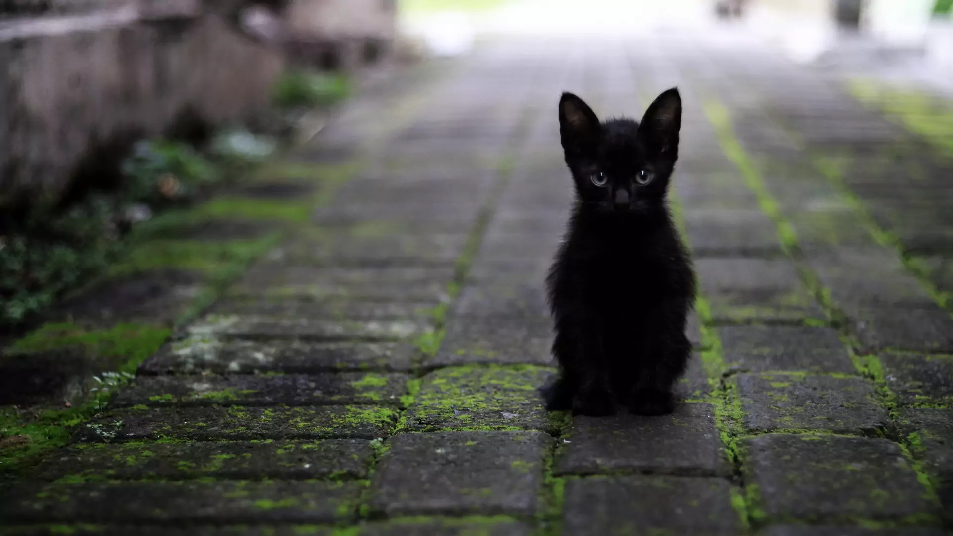 Spotykasz czarne koty w nieoczekiwanych momentach? To nie pech, a być może ważna wiadomość