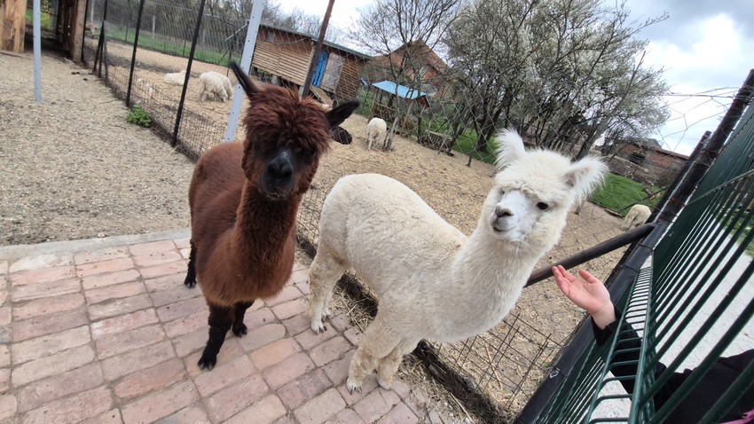 Alpake Đole (beli) i Olivera (braon)