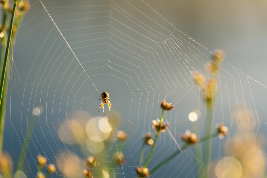 Fotó: Norhtfoto