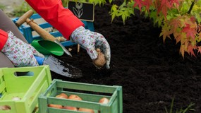 Zakop w ziemi te cebule w październiku, a zakwitnie mnóstwo kwiatów, które zamienią zwykłą grządkę w morze kolorów