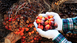 Olej palmowy - właściwości, zastosowanie. Czy tłuszcz palmowy jest szkodliwy?