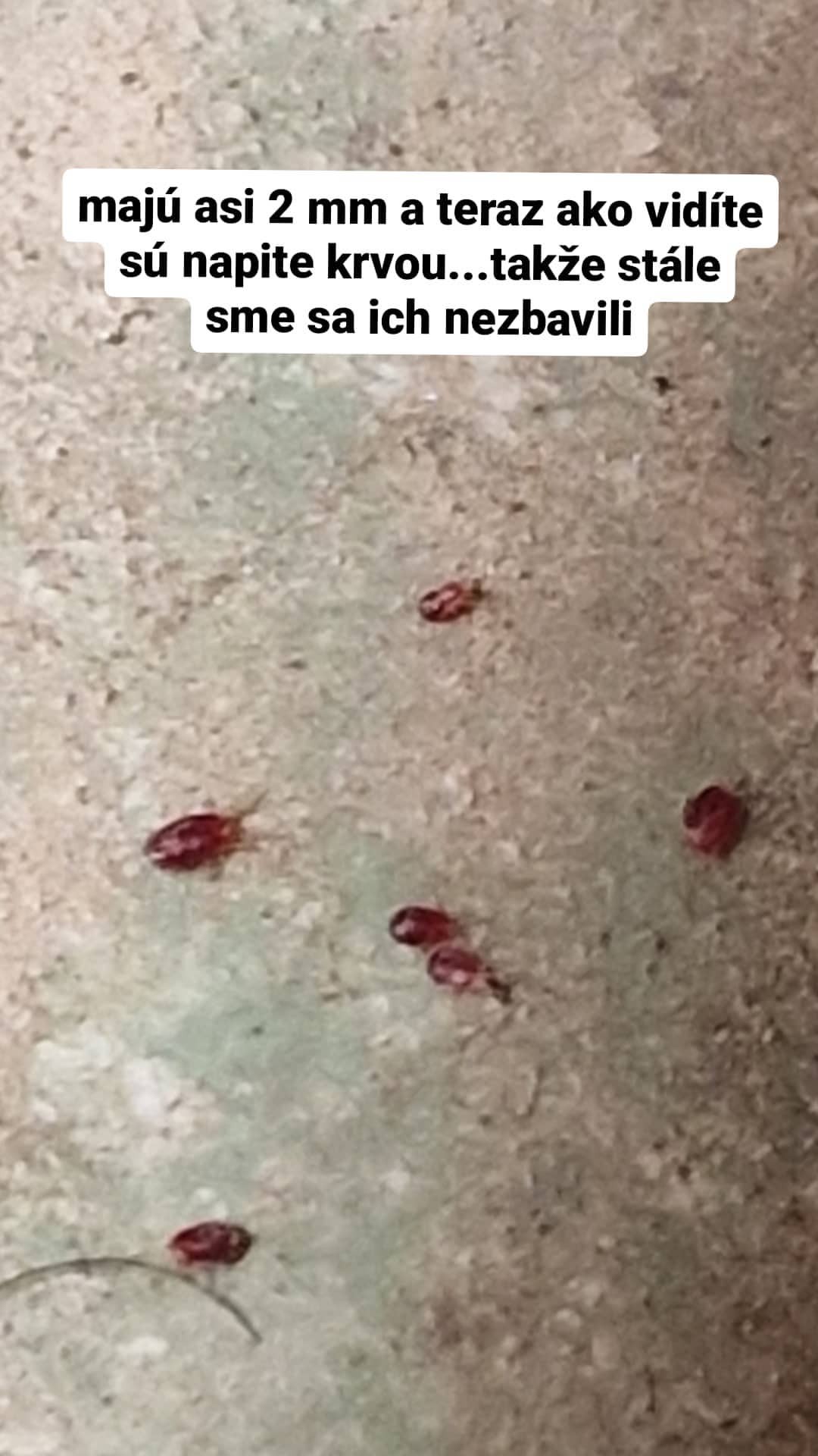 Drobné parazity jej robia vrásky na čele. 