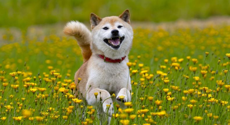 A shiba inu dog. Shutterstock
