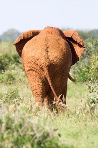 Słonie w rezerwacie Tsavo nazywane są czerwonymi. Nie jest to jednak manifest polityczny, a kolor błota, w którym zażywają kąpieli
