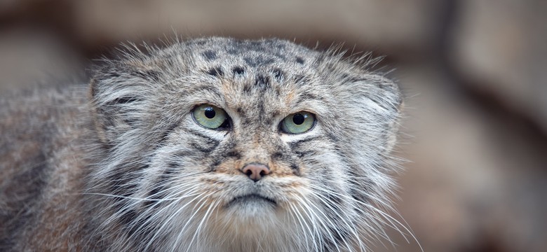 Poznański manul zdyskwalifikowany w konkursie. Głos zabrał Morawiecki