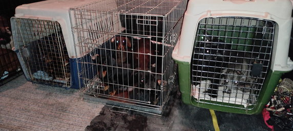 Horror w hodowli psów w gminie Babimost