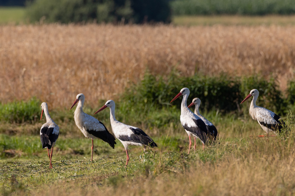 Grupa bocianów