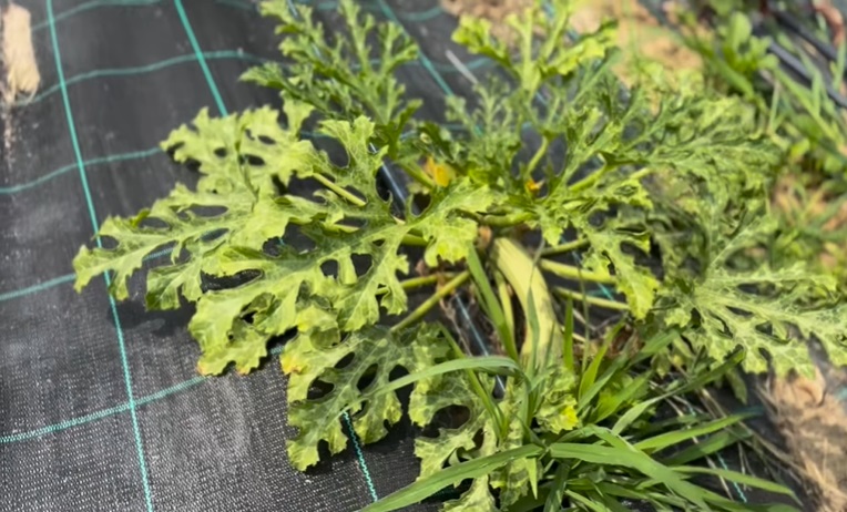 Imagini cu solarul pentru legume al lui Dragoș Bucur și al Danei Nălbaru. Ce au făcut cu roșiile care s-au copt: „Sunt multe, mulțumim lui Dumnezeu”