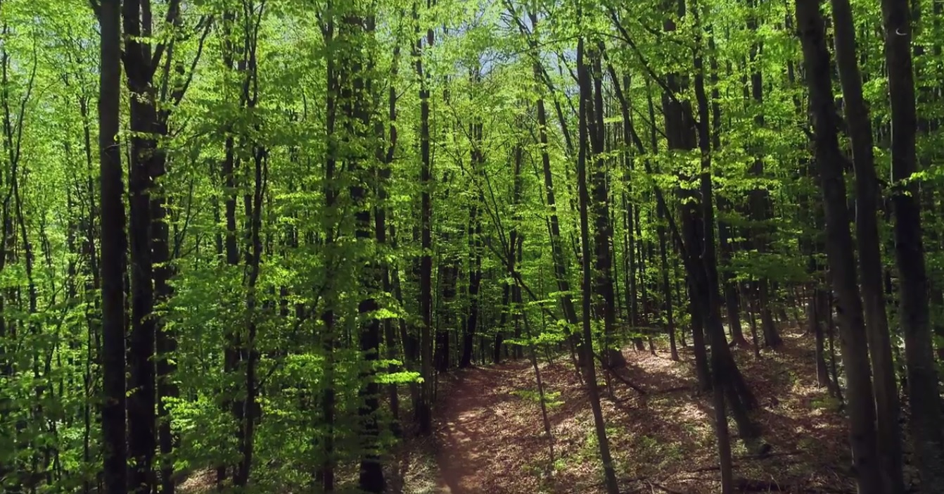VIDEO România neîmblânzită, imagini fabuloase din pădurile României, într-un film britanic care ajunge azi și în România. Azi este Ziua Internațională a Pădurilor