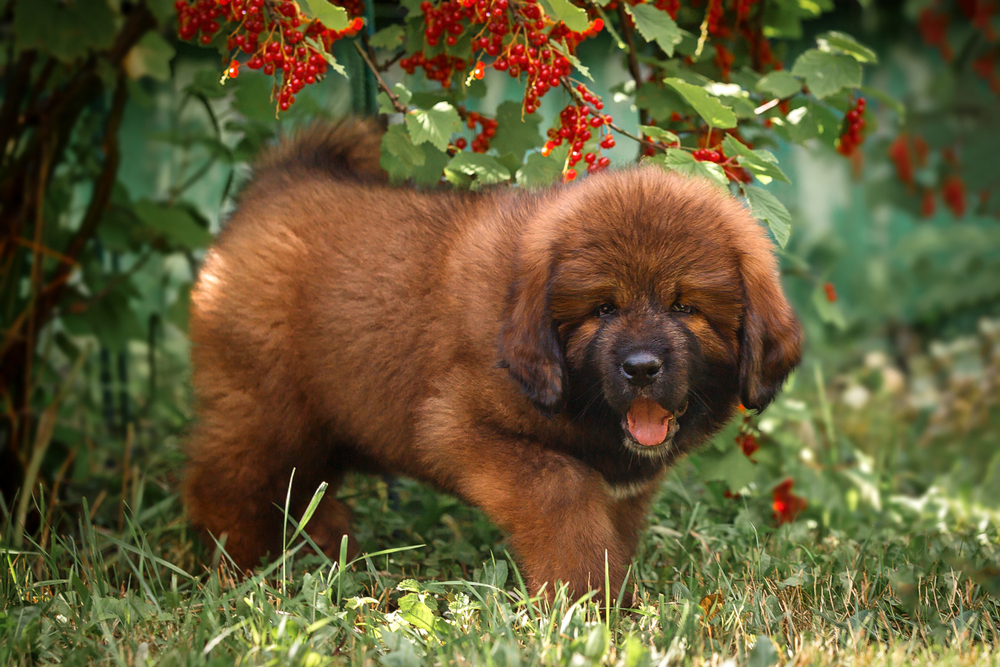 Mastiff Tibetan - ce caracteristici are și cum se dresează unul dintre cei mai puternici câini