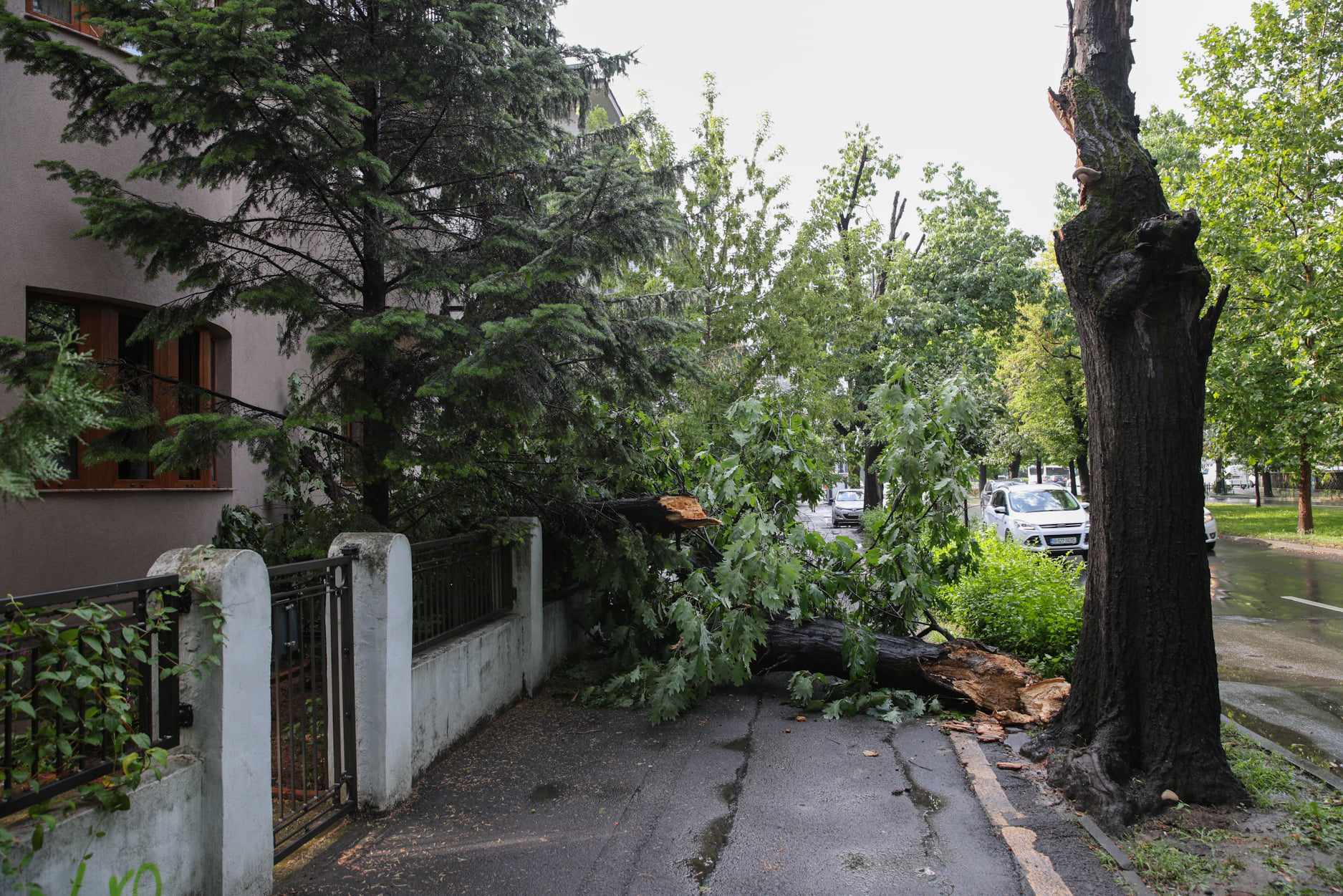 Zeci de copaci căzuți în București, vineri dimineață, după o vijelie. Capitala s-a aflat două ore sub alertă meteo de furtună
