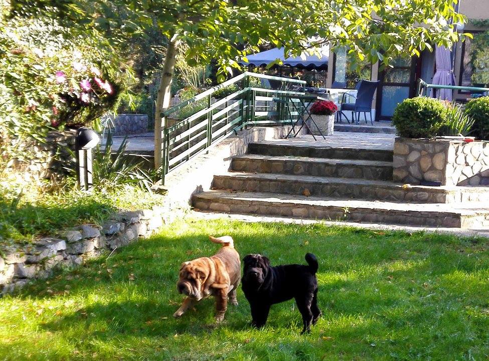 În lipsa nepotului, Petre Geambașu crește câini din rasa Shar Pei. “Sunt printre cele mai dragi ființe din viața mea”