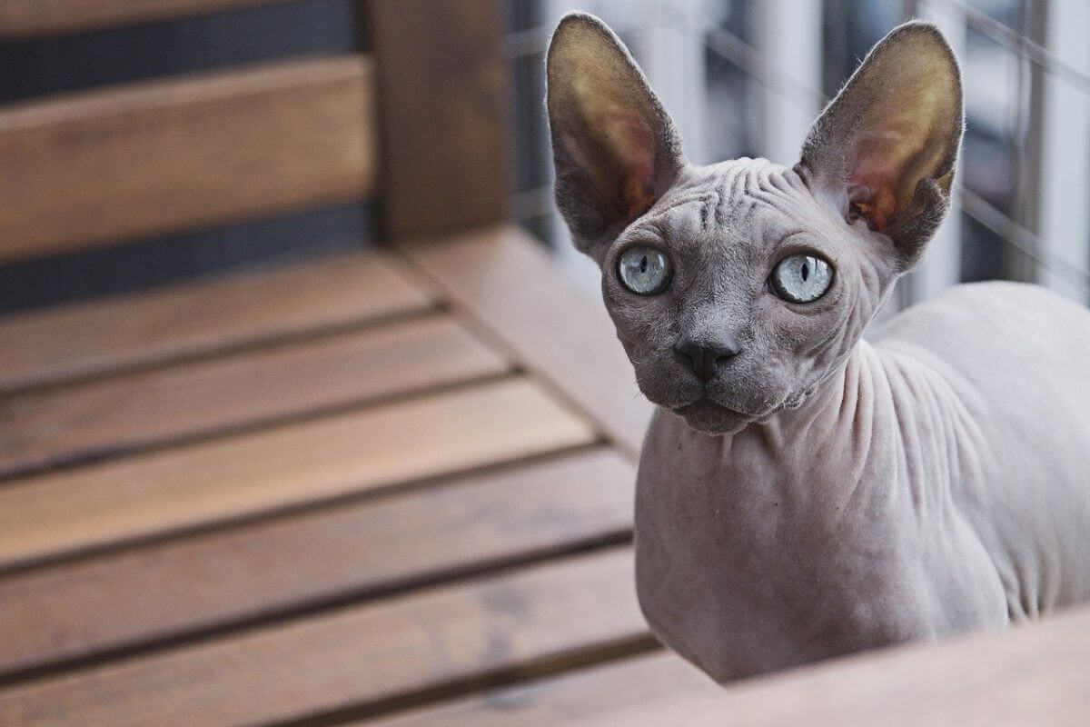 Rase de pisici - cele mai populare rase de feline