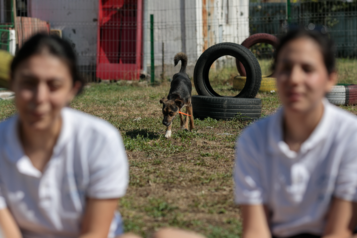 „Îi oferi o viață, iar când crește, îl arunci pe stradă. Ăsta este egoism”. Patru studenți din Turcia au grijă de câinii abandonați din București