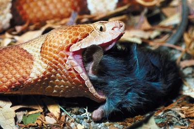 Snakes have flexible jaws that can open extremely wide [PetsonMomcom]