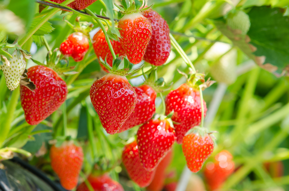 Căpșuni - plantare, cultivare și îngrijire. Ce beneficii are consumul de căpșuni și ce rețete poți încerca și cu fructele aromate