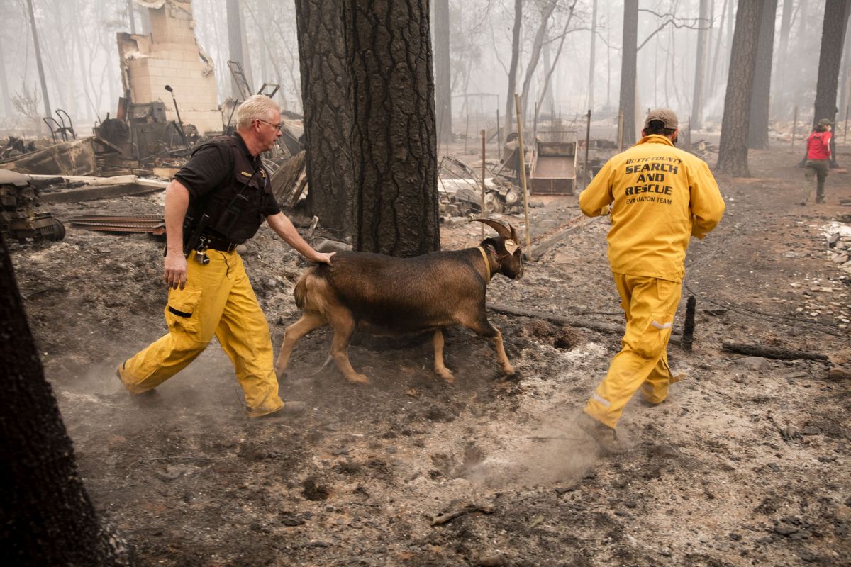 Sandra Bullock donează 100.000 de dolari pentru a ajuta la salvarea animalelor prinse în incendiile din California
